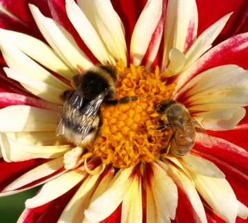 Bombus sp et Apis mellifera