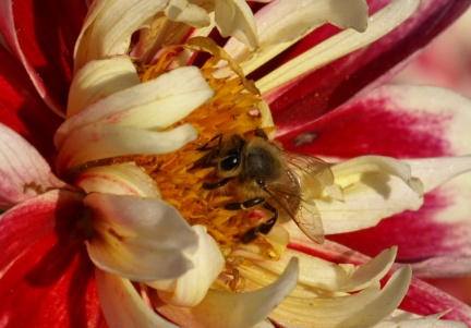Apis mellifera
