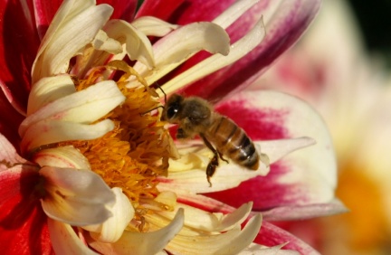 Apis mellifera