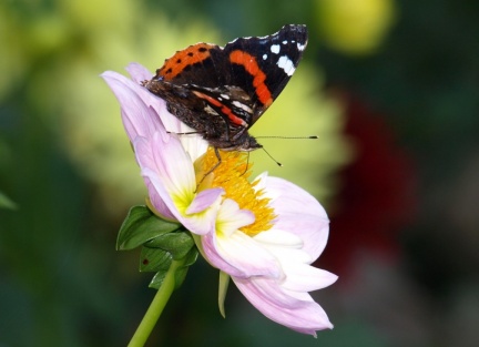 Vanessa atalanta