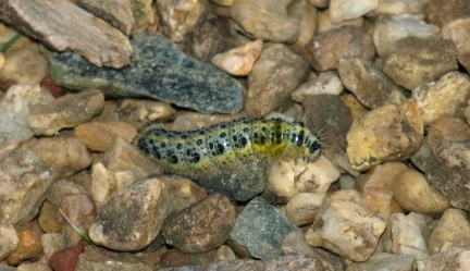 Pieris brassicae (chenille)