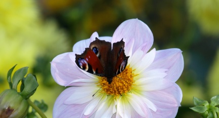 Aglais io