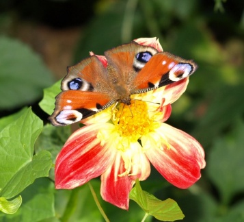 Aglais io