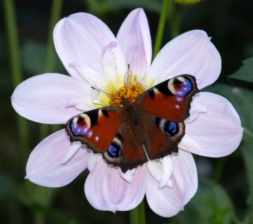 Aglais io