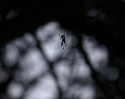 Metellina sp.