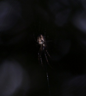 Metellina sp.