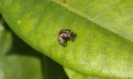 Carrhotus xanthogramma