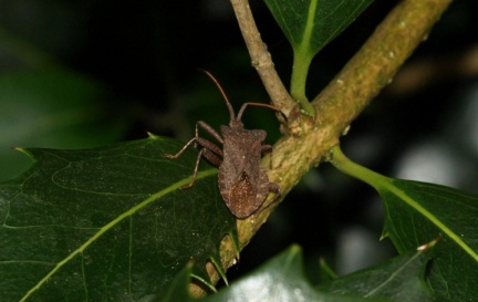 Coreus marginatus