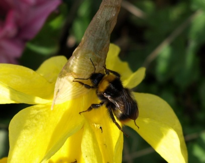 Bombus sp. (reine ?)