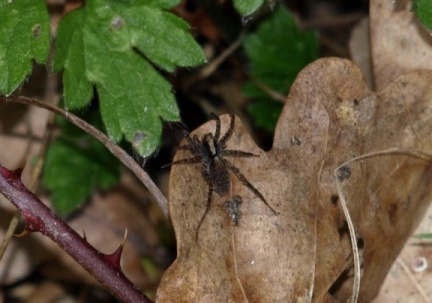 Pardosa (lugubris) sp.
