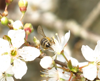 Apis mellifera