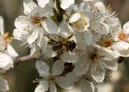 Apis mellifera