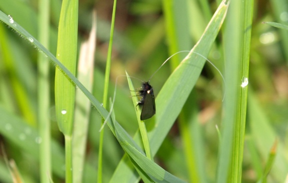 Adela reaumurella (mâle)
