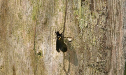 Adela reaumurella (mâle)