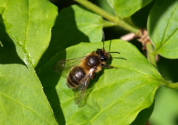 Andrena sp. (femelle)