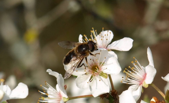 Eristalis pertinax (mâle)