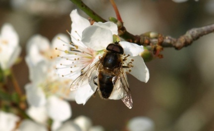 Eristalis pertinax (mâle)