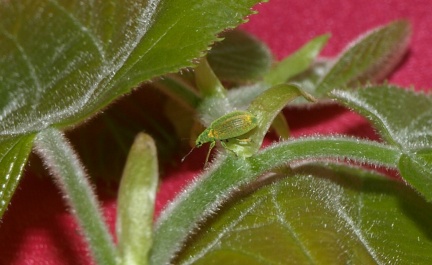 Polydrusus prasinus