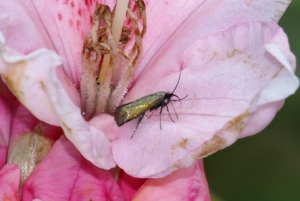 Adela reaumurella (femelle)