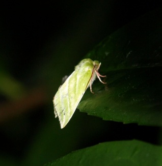 Pseudoips prasinana