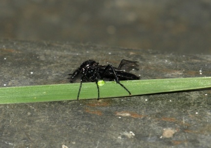Bibio marci (femelle)
