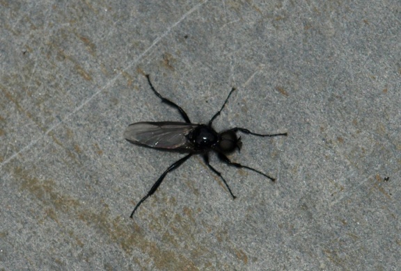 Bibio marci (mâle)