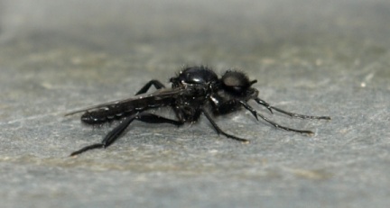 Bibio marci (mâle)