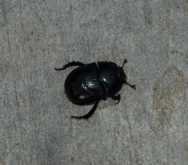 Anoplotrupes stercorosus