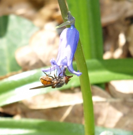 Rhingia campestris