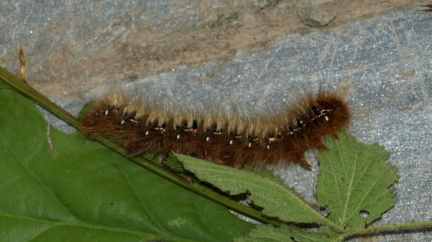 Lasiocampa quercus