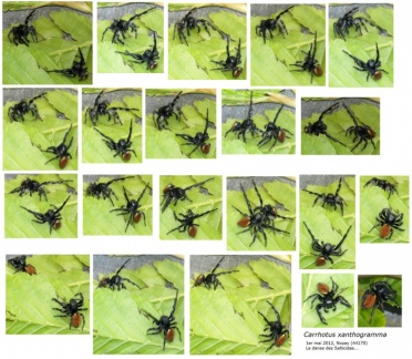 Carrhotus xanthogramma
