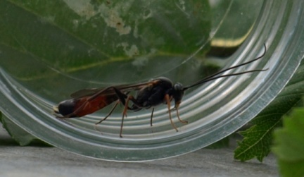 Dusona sp.