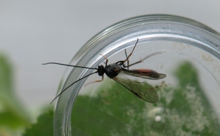 Dusona sp.