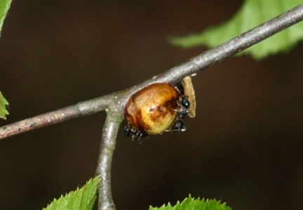 Coccidae