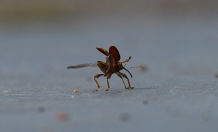 Curculio glandium (mâle)