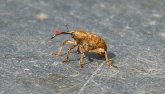 Curculio glandium (mâle)