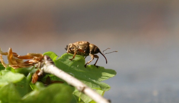 Curculio glandium (mâle)