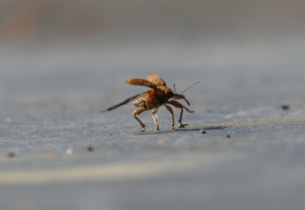 Curculio glandium (mâle)