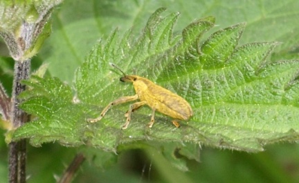Lixus sp.