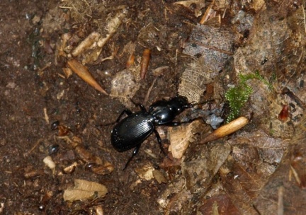 Pterostichus (Steropus) madidus