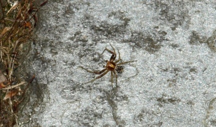 Xysticus cf lanio (mâle)