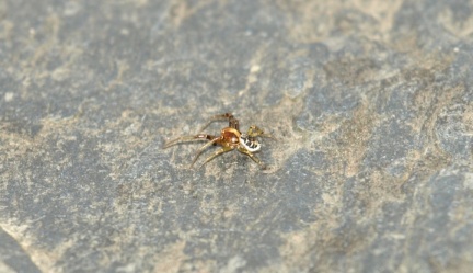 Xysticus cf lanio (mâle)