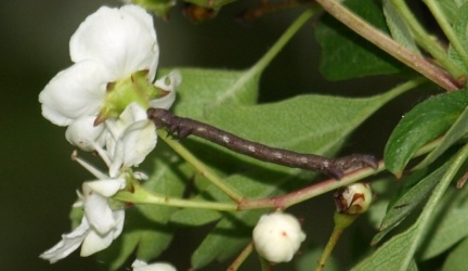 Agriopis sp. (L.4)