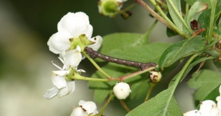 Agriopis sp. (L.4)