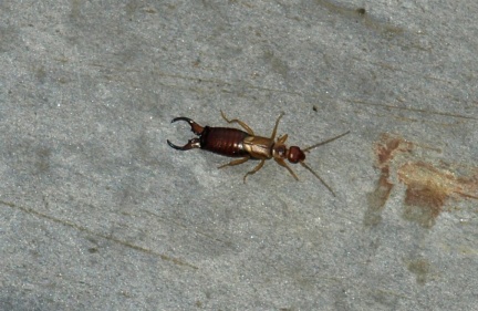 Forficula auricularia (mâle)