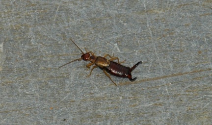 Forficula auricularia (mâle)