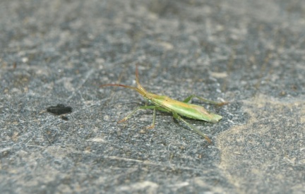 Stenodema sp.