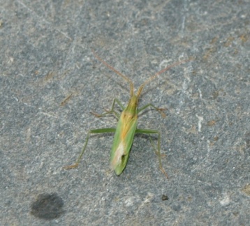 Stenodema sp.