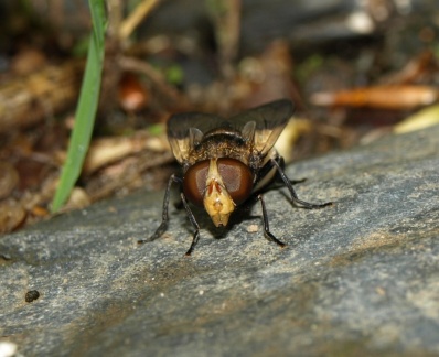 Volucella pellucens