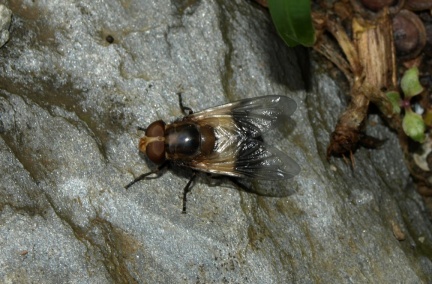 Volucella pellucens